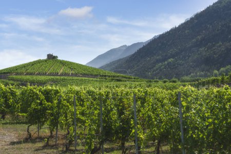 Téléchargez les photos : Vignobles sur la colline d'Aymavilles. Vallée d'Aoste, Italie - en image libre de droit