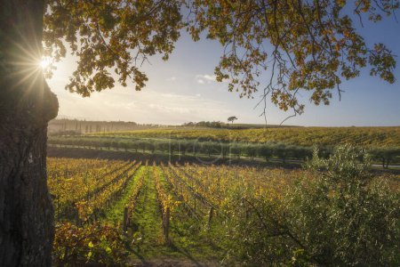 Téléchargez les photos : Arbres et vignobles, paysage automnal dans la région du Chianti au coucher du soleil. Pievasciata, Castelnuovo Berardenga, Toscane, Italie - en image libre de droit