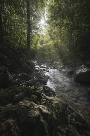 Téléchargez les photos : Ruisseau et rayons du soleil dans la forêt de réserve naturelle d'Acquerino. Saison d'automne, Apennins, Toscane, Province de Pistoia, Italie, Europe - en image libre de droit