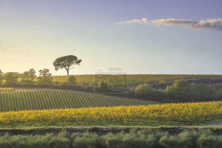 Téléchargez les photos : Pin et vignobles en pierre, paysage automnal dans la région du Chianti au coucher du soleil. Pievasciata, Castelnuovo Berardenga, Toscane, Italie - en image libre de droit