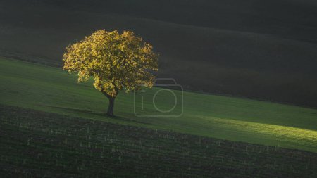 Téléchargez les photos : Belle lumière du coucher du soleil sur un arbre solitaire en Toscane. Paysage rural d'automne près de Pienza. Italie - en image libre de droit