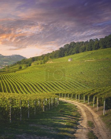 Téléchargez les photos : Vignobles Langhe vue au coucher du soleil, villages de Barolo et La Morra en arrière-plan, site du patrimoine mondial de l'Unesco, région du Piémont. Italie, Europe. - en image libre de droit