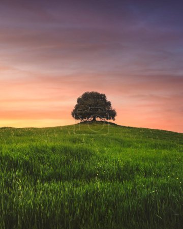 Téléchargez les photos : Holm chêne au sommet de la colline au coucher du soleil au printemps. Pieve a Salti, Buonconvento, province de Sienne, Toscane - en image libre de droit