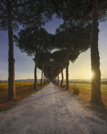 Téléchargez les photos : Route bordée de pins Bolgheri et vignobles au lever du soleil. Castagneto Carducci, Maremme Toscane, Italie, Europe. - en image libre de droit