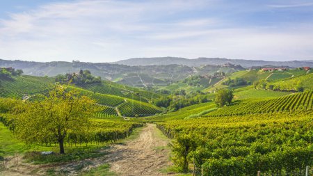Téléchargez les photos : Langhe collines et vignobles paysage. Castiglione Falletto. Site de l'Unesco, Piémont, Italie Europe. - en image libre de droit