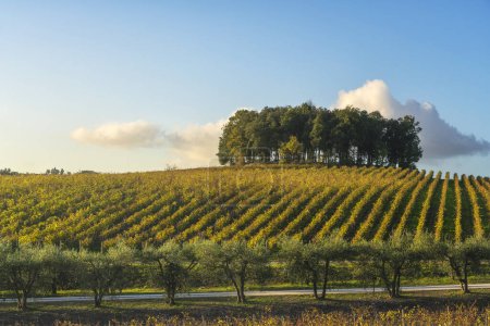 Téléchargez les photos : Groupe d'arbres sur une colline au-dessus d'un vignoble. Paysage dans la région du Chianti au coucher du soleil en automne. Castelnuovo Berardenga, Toscane - en image libre de droit