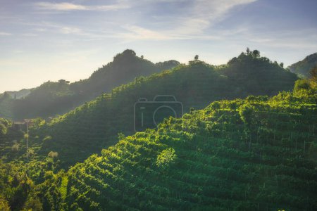 Vineyards of Prosecco hills, Unesco World Heritage Site. Valdobbiadene, Veneto region, Italy