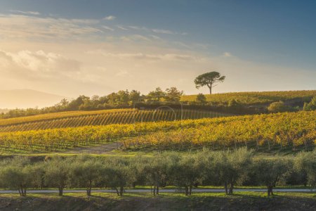 Pino de piedra y viñedos, paisaje otoñal en la región de Chianti al atardecer. Pievasciata, Castelnuovo Berardenga, región de Toscana, Italia