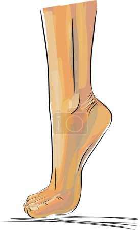 Ilustración de Hermosos pies femeninos. Ilustración vectorial dibujada a mano de pies humanos realistas. Pie sano. - Imagen libre de derechos