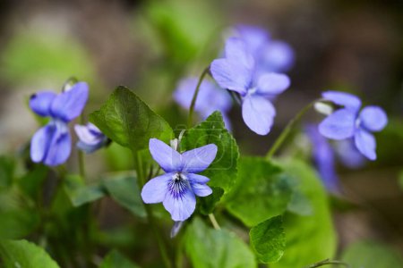 Photo for Blooming forest violet bush in a spring day. Blooming plant Viola reichenbachiana in forest meadow. Wild purple flower growing in the grass. - Royalty Free Image