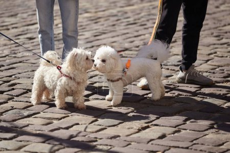 Foto de Dos perros Bichon Frise, esponjosos y blancos, están juntos en una calle empedrada. Dos cachorros pequeños Bichon Frize en la calle. - Imagen libre de derechos
