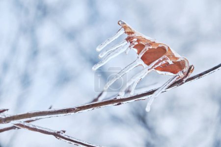 Eiszapfen auf Zweigen bildeten sich bei gefrierendem Regen. Natürlicher Eisregen. Winterstimmung.