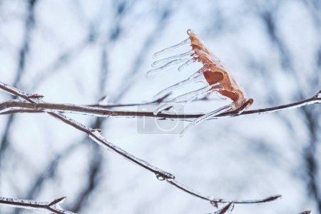 Eiszapfen auf Zweigen bildeten sich bei gefrierendem Regen. Natürlicher Eisregen. Winterstimmung.