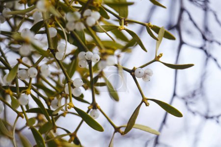 Mistel ist eine halbparasitäre Pflanze, die auf Ästen von Bäumen wächst. Nahaufnahme Misteln mit weißen Beeren. geringe Schärfentiefe