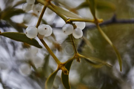 Photo for Mistletoe is a semi-parasitic plant that grows on the branches of trees. Close up view Mistletoe with white berries. shallow depth of field - Royalty Free Image