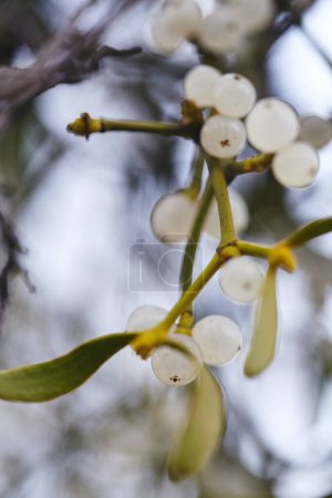 Mistel ist eine halbparasitäre Pflanze, die auf Ästen von Bäumen wächst. Nahaufnahme Misteln mit weißen Beeren. geringe Schärfentiefe