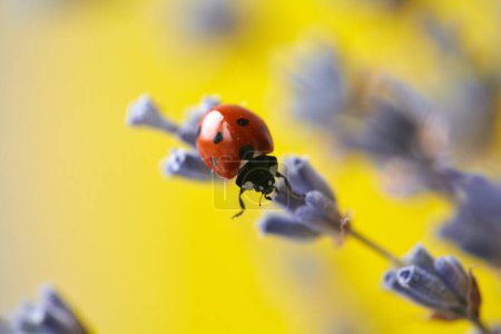 Closeup of a ladybug on a lavender flower. Lavender flower and ladybug on yellow background. Shallow depth of field