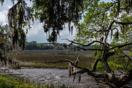 Ein South Carolina Low Country (Sumpf) Blick auf einen Fluss unter einer Eiche mit spanischem Moos.