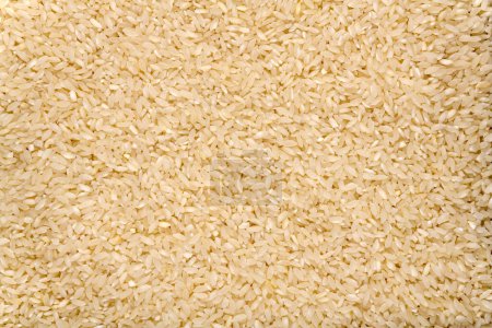 Téléchargez les photos : Caroline plantation riz texture fond, gros plan. Riz doré de Caroline du Sud. - en image libre de droit
