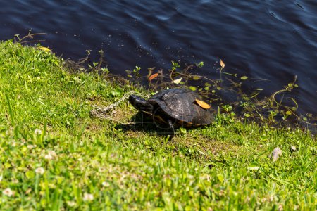 Eine Schildkröte sonnt sich in der Mittagssonne auf der Middleton Place Plantage in South Carolina.