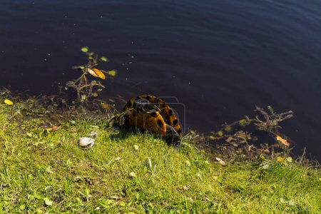 Eine Schildkröte sonnt sich in der Mittagssonne auf der Middleton Place Plantage in South Carolina.