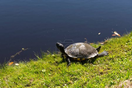 A turtle basking in the midday sun at Middleton Place plantation in South Carolina.