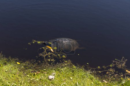 A turtle swimming in a pond in the midday sun at Middleton Place plantation in South Carolina.