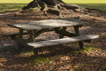 Ein Picknicktisch inmitten der Landschaft der Middleton Place Plantage in South Carolina. Wurzeln einer großen Eiche im Hintergrund.