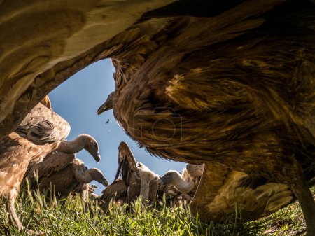Groupe de vautours dans les Pyrénées Lérida