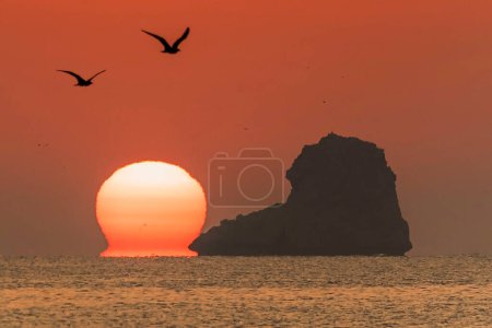 Silhouette and sunrise view of a seagull flying