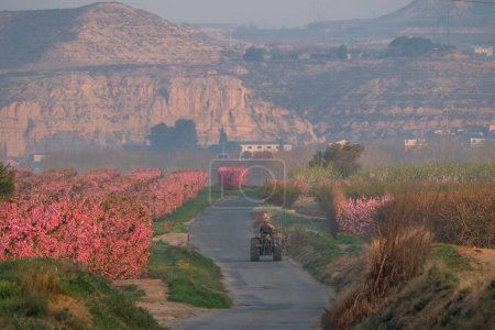 Road with a tractor and peach trees in bloom on both sides. Sunny morning. Old pines on background. Variety: Sweet dream yellow peach. Aitona. Agriculture. Hanami