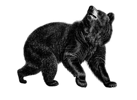 Antique illustration of an American black bear. Published in Systematische Bilder-Gallerie, Karlsruhe und Freiburg (1839).