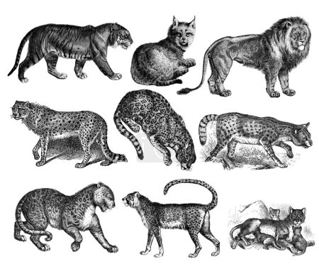 Photo for Antique engraving of a mix of big cats. From left to right: tiger, lynx, lion, cheetah, jaguar, serval, leopard, cheetah,  lioness. Illustrations published in Systematischer Bilder-Atlas zum Conversations-Lexikon, Ikonographische Encyklopaedie der Wi - Royalty Free Image