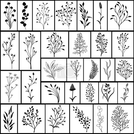 Foto de Collage con conjunto de plantas silvestres. Ilustración en blanco y negro - Imagen libre de derechos