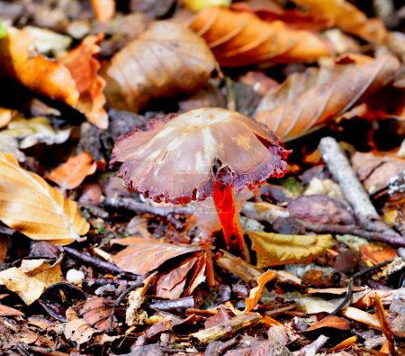 Foto de La luz del sol en los hongos frutales de otoño - Imagen libre de derechos