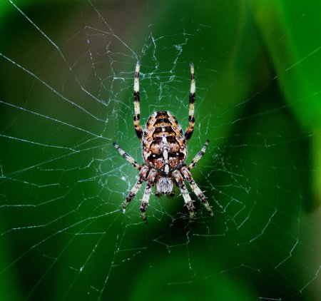 Photo for Cross Orb-Weaver Spider on is web - Royalty Free Image