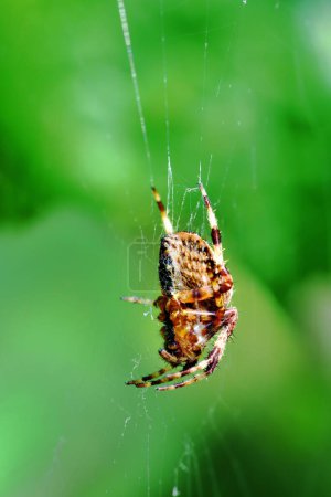 Photo for Cross Orb-Weaver Spider on is web - Royalty Free Image
