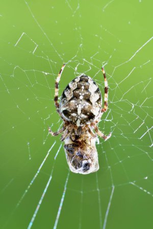 Téléchargez les photos : Cross Orb-Weaver Spider on est toile avec une guêpe - en image libre de droit