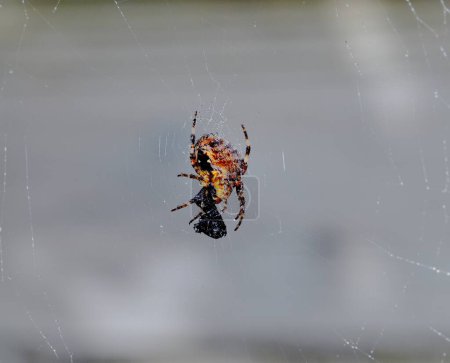 Photo for Cross Orb-Weaver Spider eating its prey - Royalty Free Image
