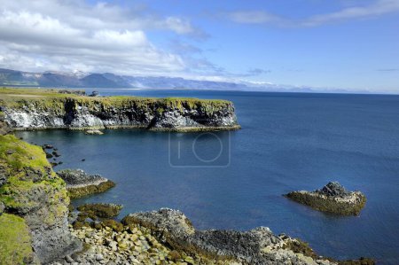 Photo for Seagulls nesting on the Icelandic volcano cliffs - Royalty Free Image