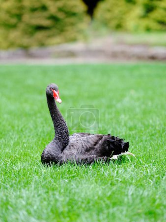 Cygnus atratus - Black Swan - sitting on the grass