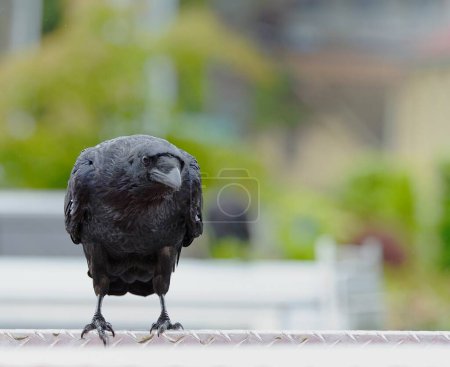 Téléchargez les photos : Corvus - Corbeau - par temps humide - en image libre de droit