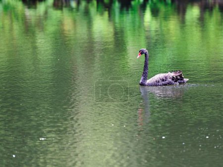 Cygnus atratus - Black Swan - on the water