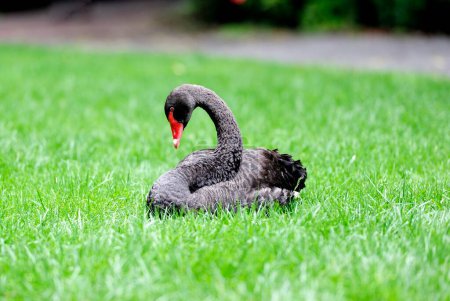 Cygnus atratus - Black Swan - sitting on the grass
