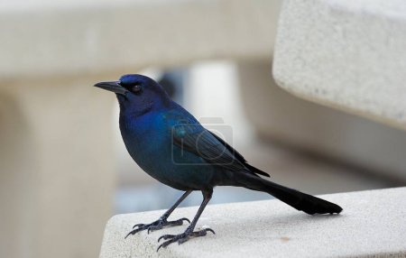 American Boat-tailed Grackle on the look out for food