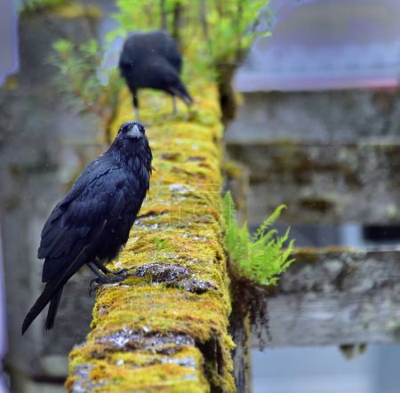 Téléchargez les photos : Corvus - Corbeau - par temps humide - en image libre de droit