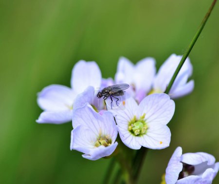 Housefly and Cardamine Amara in the spring sunshine