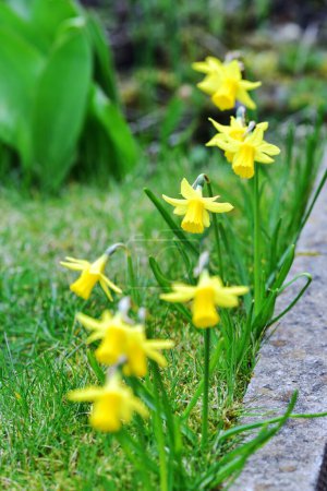 Línea de narcisos de primavera en la hierba