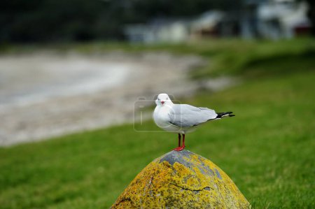 Silver Gull standing on a boulder