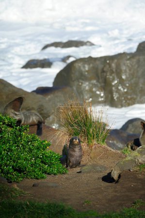 Fur Seals of Cape Palliser, New Zealand